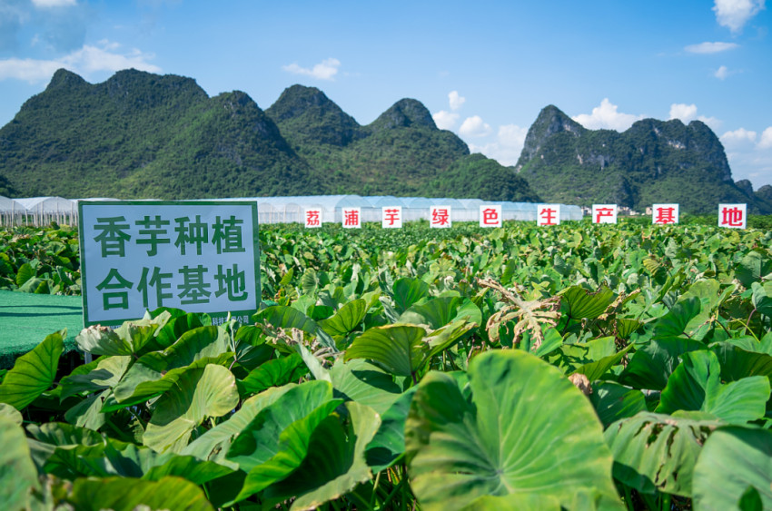 新茶饮行业新论：布局供应链不是突围行业内